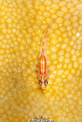 Ghost Goby by Ahmed Mohamed 